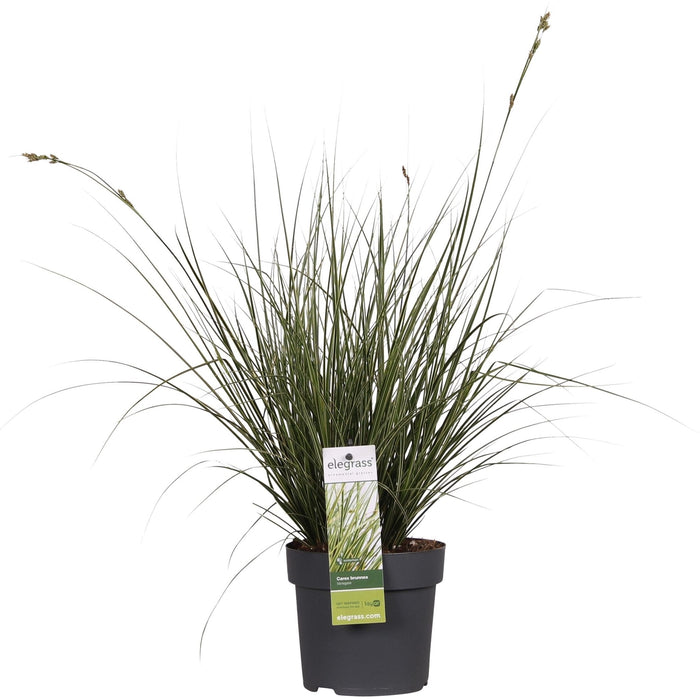 Carex Bruniena 'Variegata' - ↨30Cm - Ø14 - Græsser - Udendørs Plante