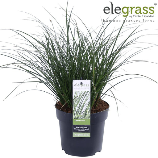 Carex Bruniena 'Variegata' - ↨30Cm - Ø14 - Græsser - Udendørs Plante