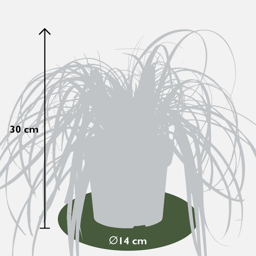 Sedge 'Feather Falls'