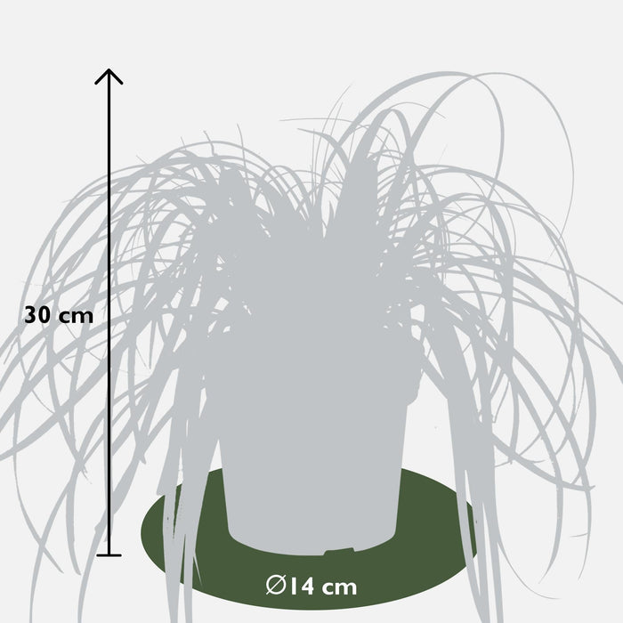 Sedge 'Feather Falls'