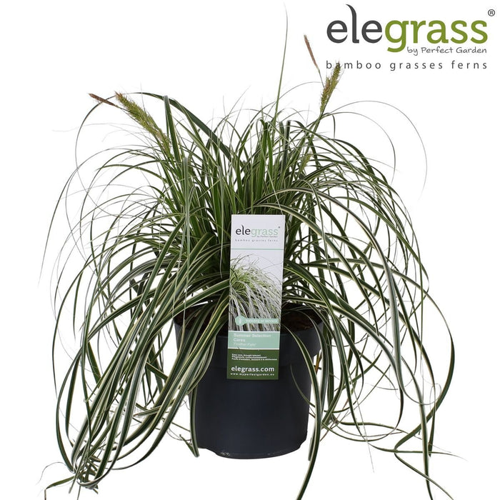 Sedge 'Feather Falls'