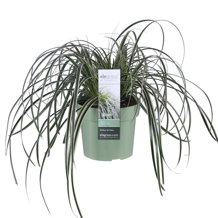 Sedge 'Feather Falls'