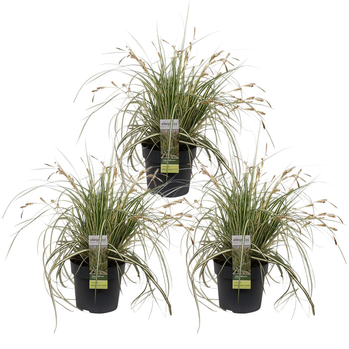 Carex Hachijoensis 'Evergold' - Sæt Med 3