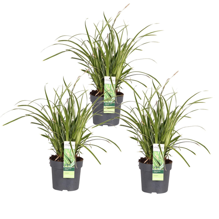 Carex Morrowii 'Ice Dance' - Sæt Med 3