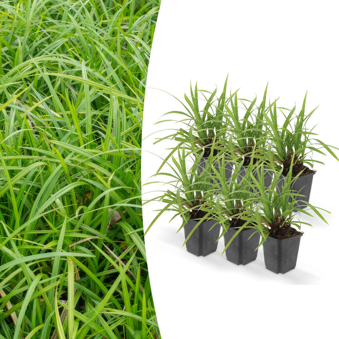 Carex Morrowii 'Ice Dance' - Sæt Med 6