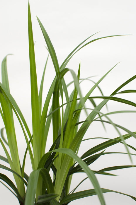 Carex Morrowii 'Irish Green' - ↨40Cm - Ø19 - Græsser - Udendørs Plante