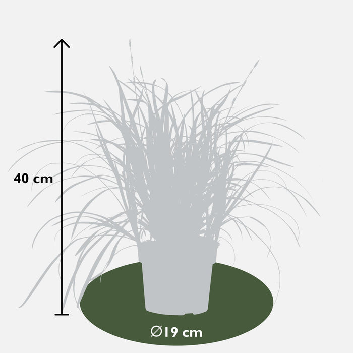 Carex Morrowii 'Irish Green' - ↨40Cm - Ø19 - Græsser - Udendørs Plante