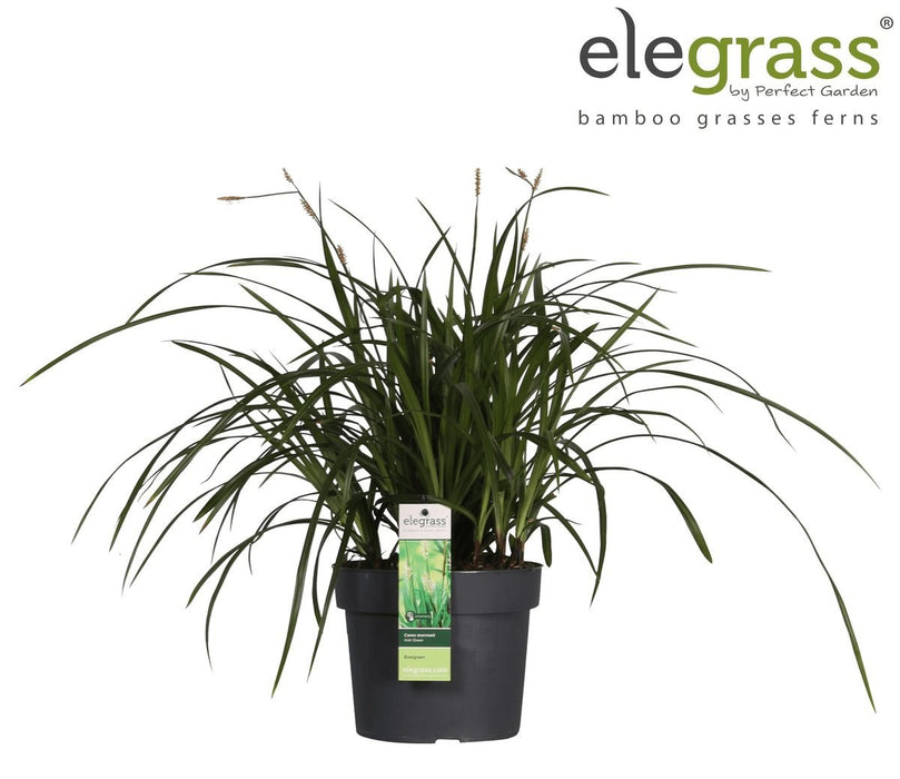 Carex Morrowii 'Irish Green' - ↨40Cm - Ø19 - Græsser - Udendørs Plante