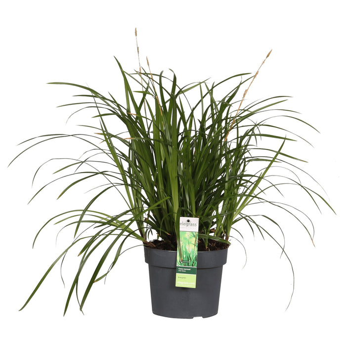 Carex Morrowii 'Irish Green' - ↨40Cm - Ø19 - Græsser - Udendørs Plante