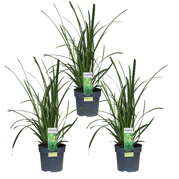 Carex Morrowii 'Irish Green' - Sæt Med 3