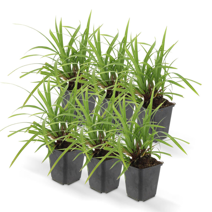 Carex Morrowii 'Irish Green' - Sæt Med 6 Stk