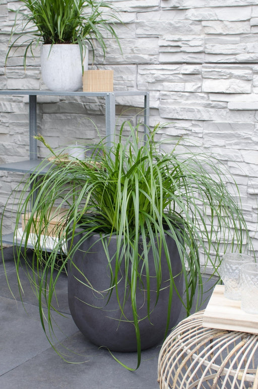 Carex 'Ribbon Falls' - ↨60Cm - Ø23 - Flerårig Plante