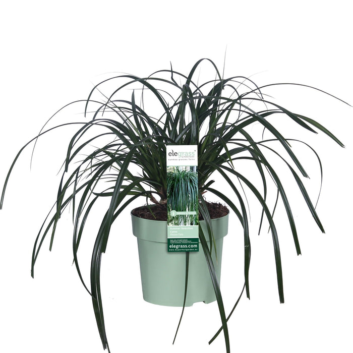 Sedge 'Ribbon Falls'