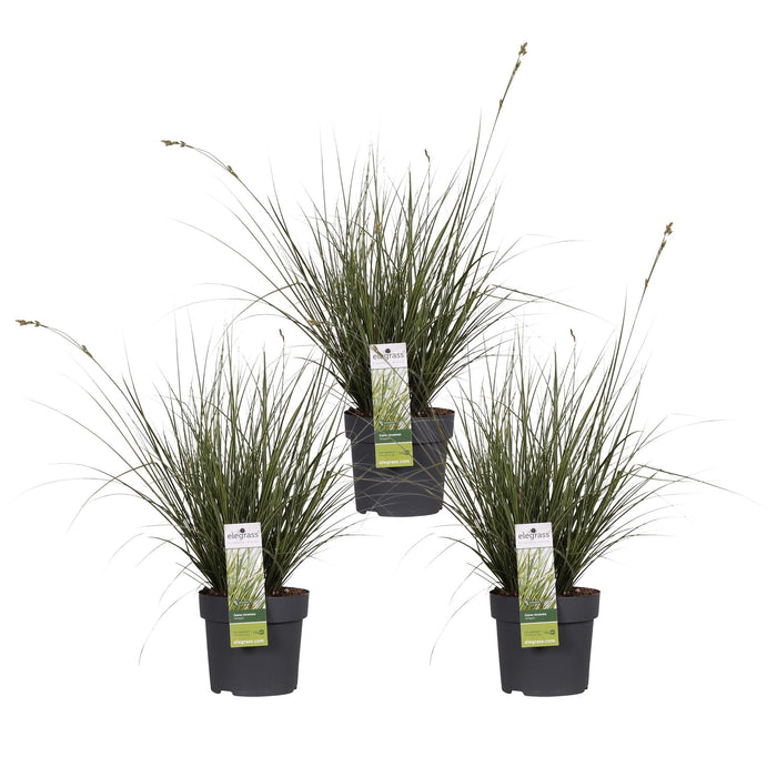 Carex Variegata Sedge Sæt På 3 - ↨30Cm - Ø14 - Udendørs Flerårig Plante