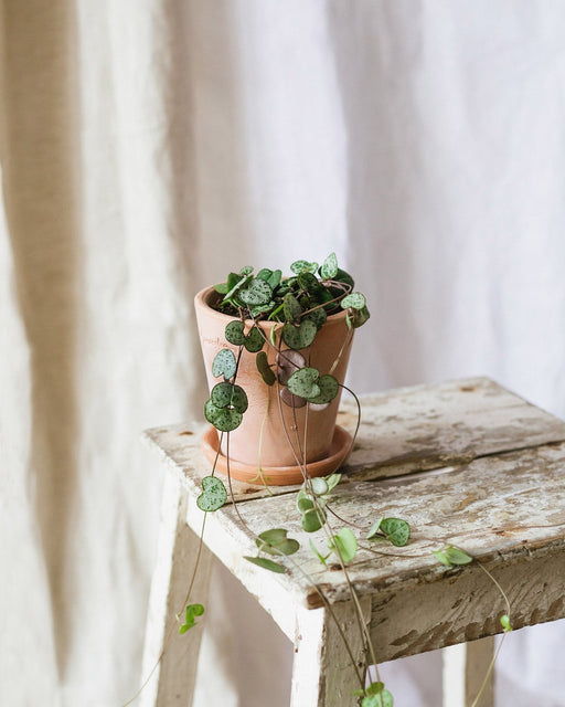 Ceropegia Woodii - Kæde Af Hjerter