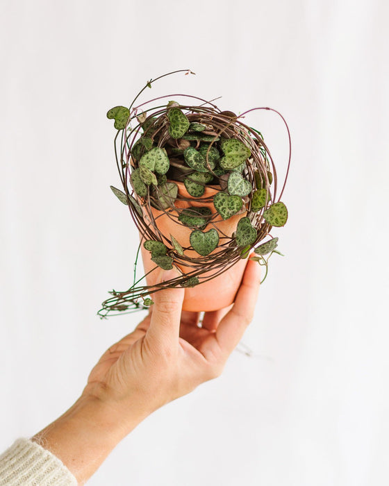 Ceropegia Woodii - Kæde Af Hjerter