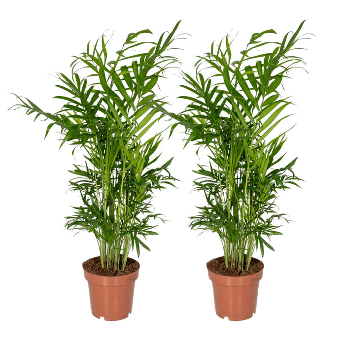 Chamaedorea Elegans - Sæt Med 2