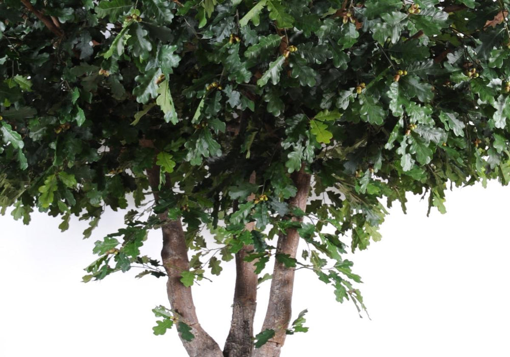 Kunstig Eg 350 Cm Indendørs Plantegrønt Løv