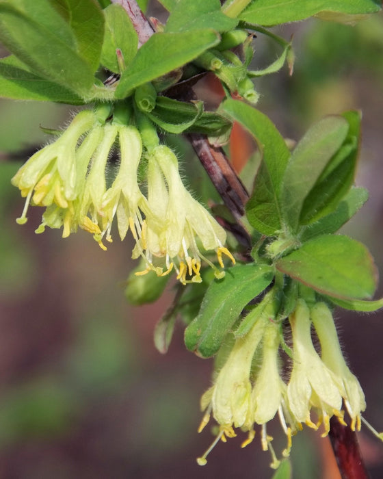 Spiselig Frugt Kaprifolie - ↨45Cm - Ø13 - Frugtbusk