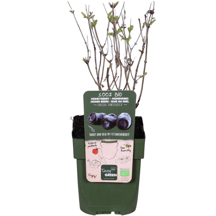 Spiselig Frugt Kaprifolie - ↨45Cm - Ø13 - Frugtbusk