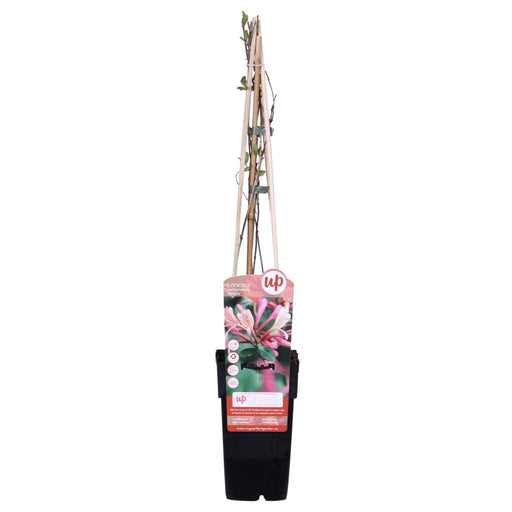 Vild Kaprifolie 'Belgica' - ↨65 Cm - Ø15 - Blomstrende Udendørs Plante