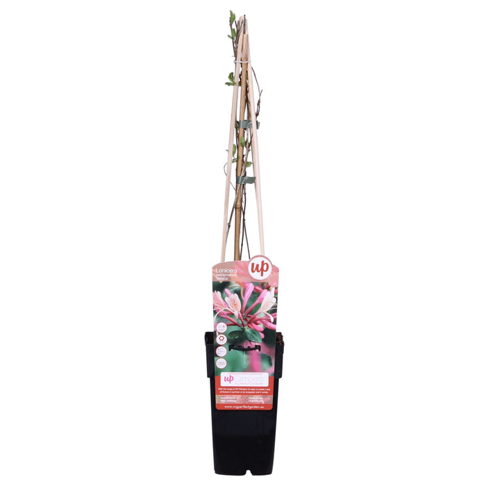 Vild Kaprifolie 'Belgica' - ↨65 Cm - Ø15 - Blomstrende Udendørs Plante