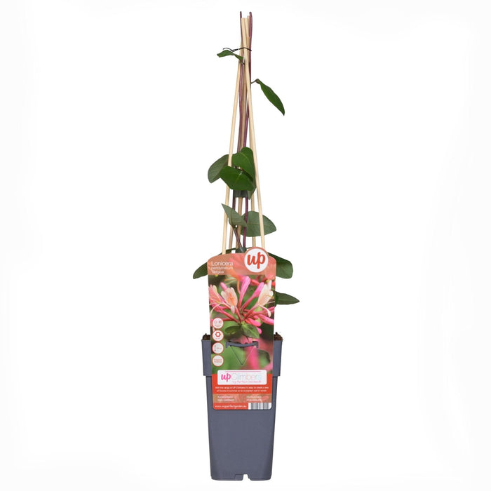 Vild Kaprifolie 'Belgica' - ↨65 Cm - Ø15 - Blomstrende Udendørs Plante