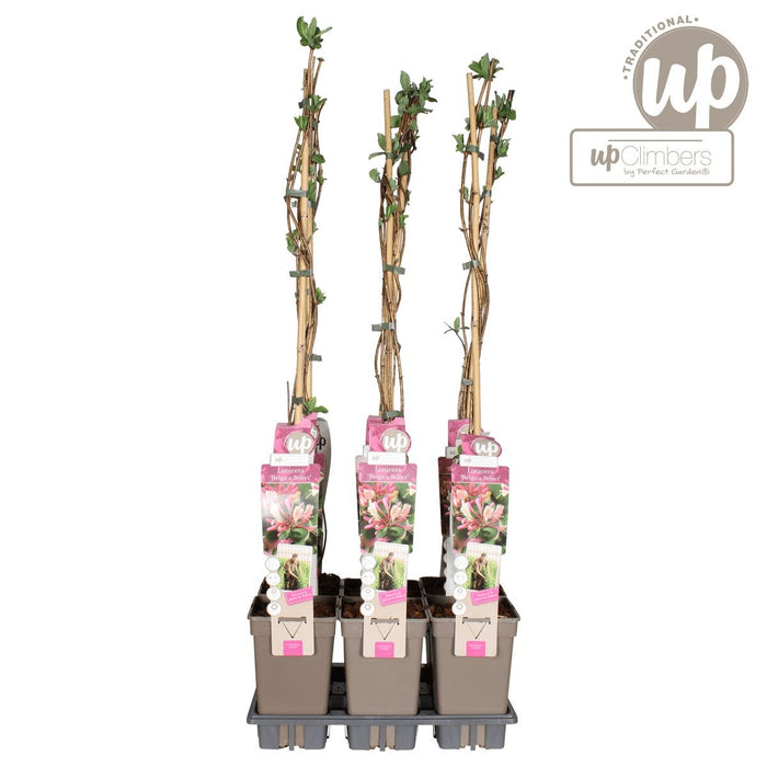 Vild Kaprifolie 'Belgica' - ↨65 Cm - Ø15 - Blomstrende Udendørs Plante