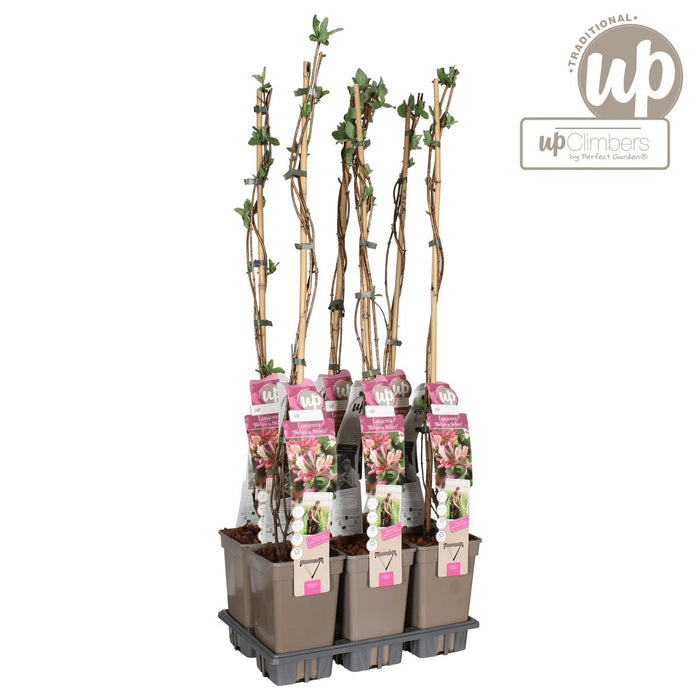 Vild Kaprifolie 'Belgica' - ↨65 Cm - Ø15 - Blomstrende Udendørs Plante