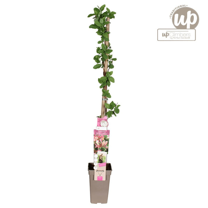 Vild Kaprifolie 'Belgica' - ↨65 Cm - Ø15 - Blomstrende Udendørs Plante