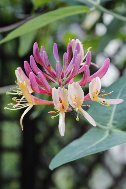 Vild Kaprifolie 'Belgica' - ↨65 Cm - Ø15 - Blomstrende Udendørs Plante