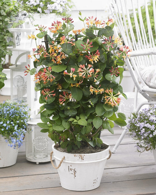 Vild Kaprifolie 'Helestial' - ↨65Cm - Ø15 - Udendørs Klatreplante