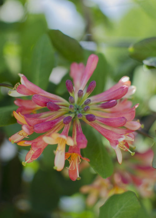 Vild Kaprifolie 'Helestial' - ↨65Cm - Ø15 - Udendørs Klatreplante