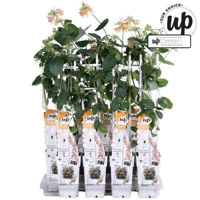 Vild Kaprifolie 'Helestial' - ↨65Cm - Ø15 - Udendørs Klatreplante