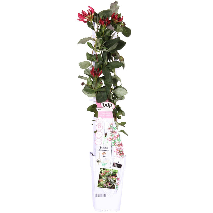 Vild Kaprifolie 'Imperial' - ↨65Cm - Ø15 - Klatre Udendørs Plante