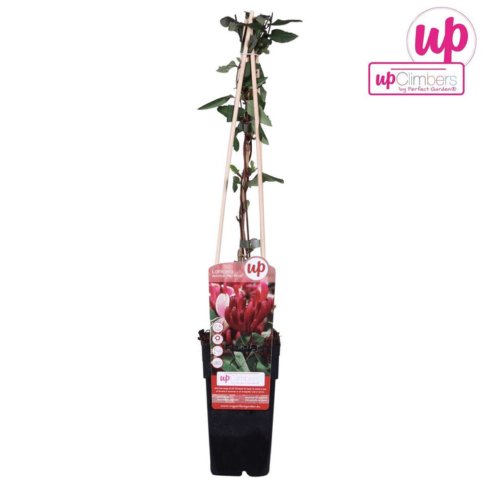 Japansk Kaprifolie 'Red World' - ↨65Cm - Ø15 Udeplante