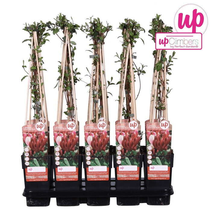 Japansk Kaprifolie 'Red World' - ↨65Cm - Ø15 Udeplante