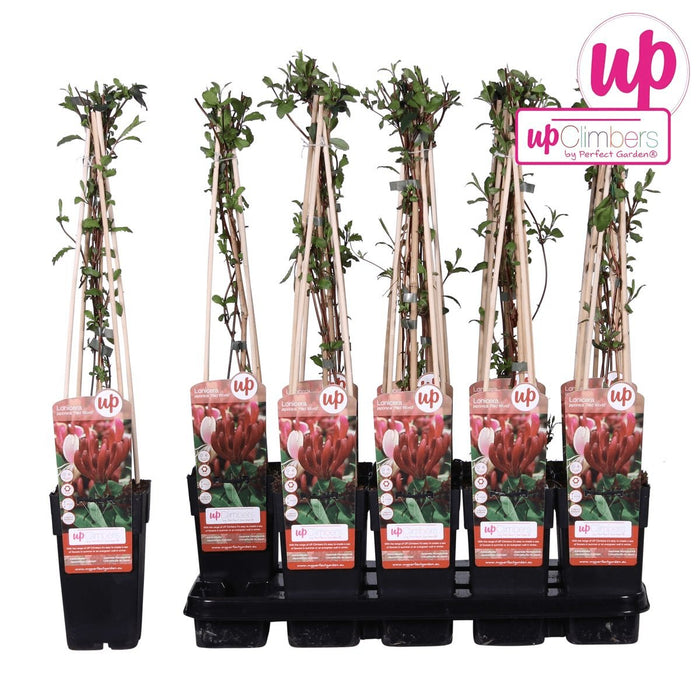 Japansk Kaprifolie 'Red World' - ↨65Cm - Ø15 Udeplante