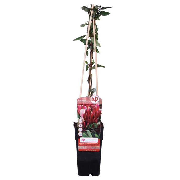 Japansk Kaprifolie 'Red World' - ↨65Cm - Ø15 Udeplante