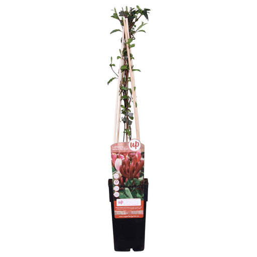 Japansk Kaprifolie 'Red World' - ↨65Cm - Ø15 Udeplante
