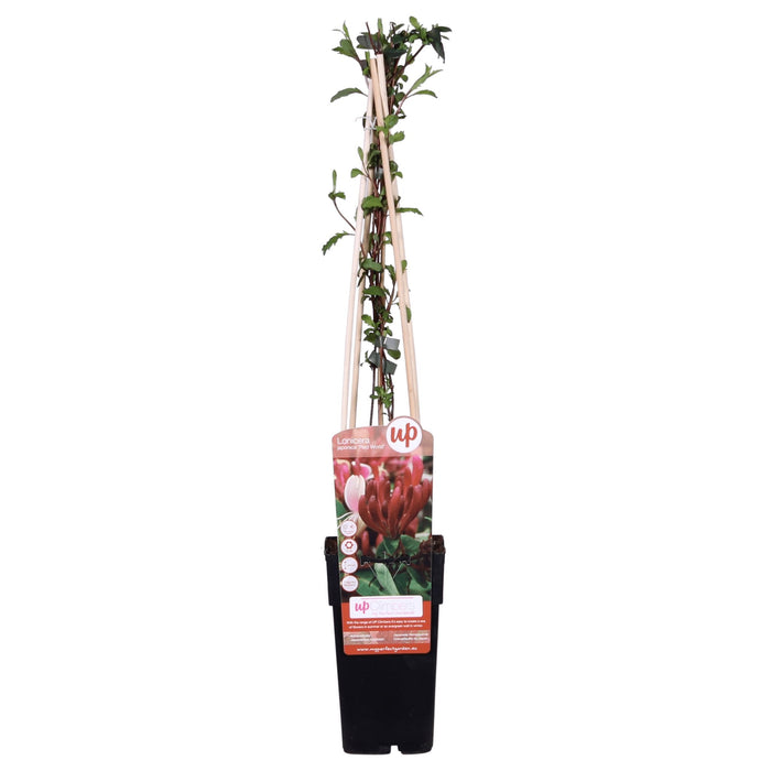 Japansk Kaprifolie 'Red World' - ↨65Cm - Ø15 Udeplante