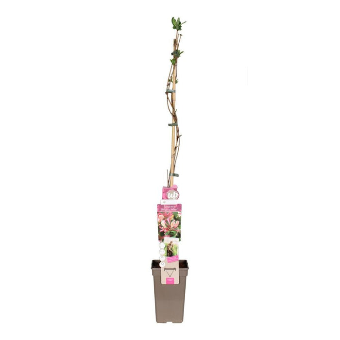 Honeysuckle - Lonicera Periclymenum Belgica