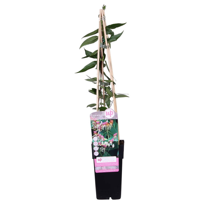 Kaprifolie Loninera Henryi - ↨65Cm - Ø15 - Udeplante