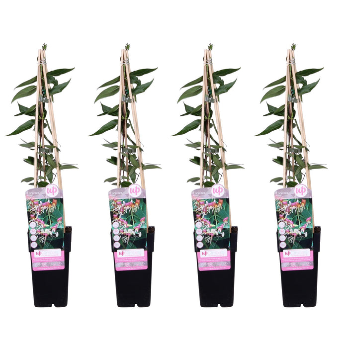 Kaprifolier - Sæt Med 4 - ↨65Cm - Ø15 - Udeplante