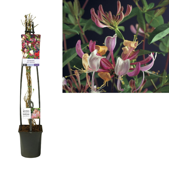Honeysuckle Serotina D23Cm H115Cm