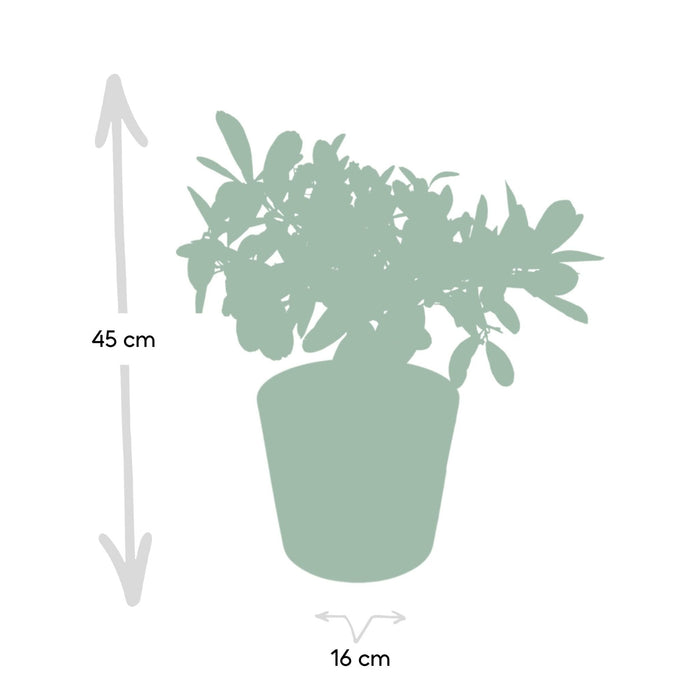 Citrontræ Og Dets Keramiske Potte - 45 Cm - Ø16 - Frugtbusk