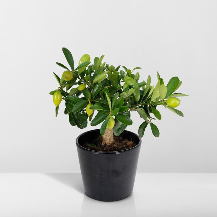 Citrontræ Og Dets Keramiske Potte - 45 Cm - Ø16 - Frugtbusk