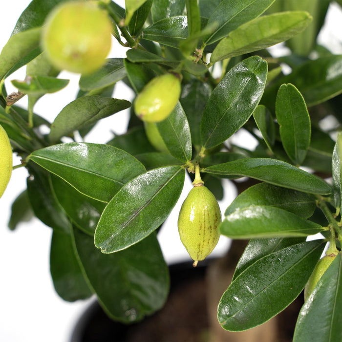 Citrontræ Og Dets Keramiske Potte - 45 Cm - Ø16 - Frugtbusk