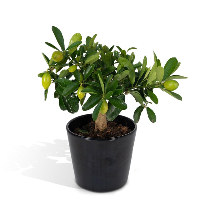 Citrontræ Og Dets Keramiske Potte - 45 Cm - Ø16 - Frugtbusk