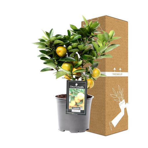 Citrus Calamondin